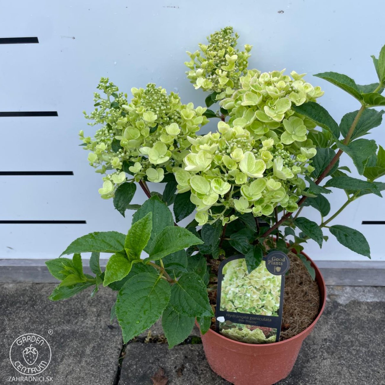 Obrázok Hortenzia metlinatá (Hydrangea paniculata) ‘BEE HAPPY’® - výška 30-40 cm, kont. C2L